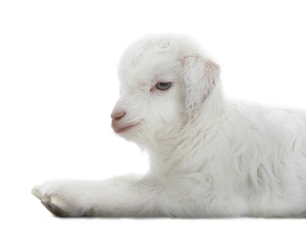 Capretto di capra su bianco — Foto Stock