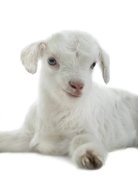 Capretto di capra su bianco — Foto Stock