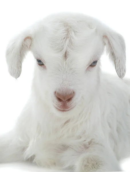 Capretto di capra su bianco — Foto Stock