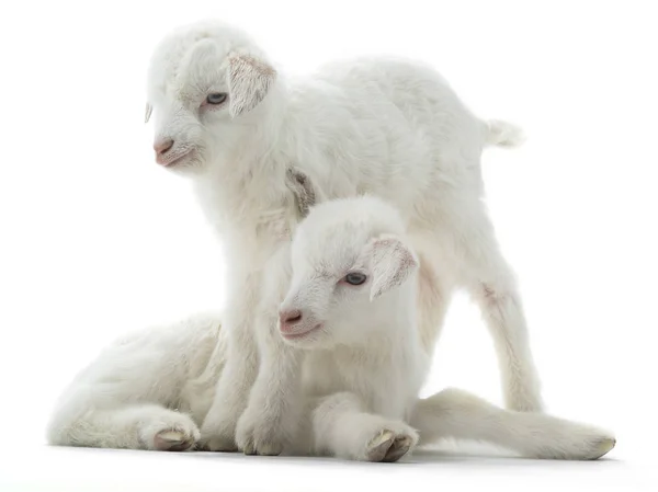 두 염소 아이 — 스톡 사진