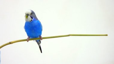 beyaz mavi muhabbet kuşu