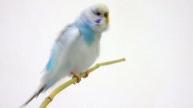 Beyaz muhabbet kuşu 