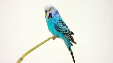 Beyaz muhabbet kuşu 