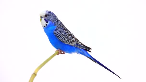 Blue budgie on white — Stock Video