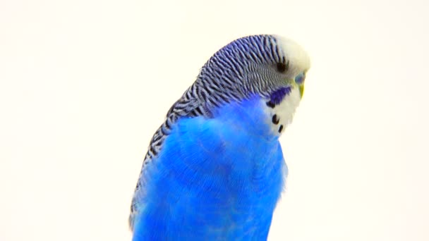 Blue budgie isolated on white — стоковое видео