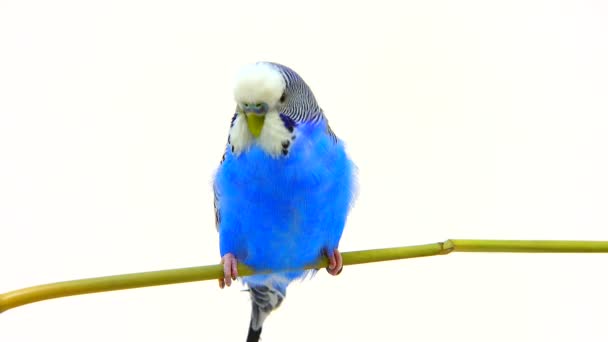 Blue budgie isolated on white — Stock Video