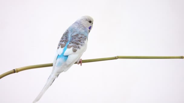 Μπλε budgie σε λευκό — Αρχείο Βίντεο