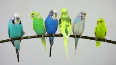 Beyaz grup muhabbet kuşu 