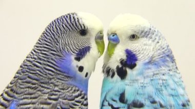 beyaz izole iki muhabbet kuşu