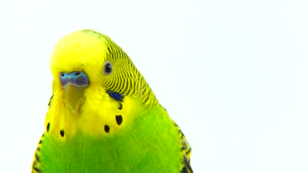Желтый попугай — стоковое видео