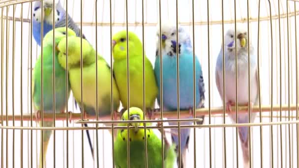 Muhabbet kuşu üzerinde beyaz izole bir kafes içinde — Stok video