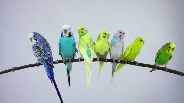 Group budgie on white — Stock Video