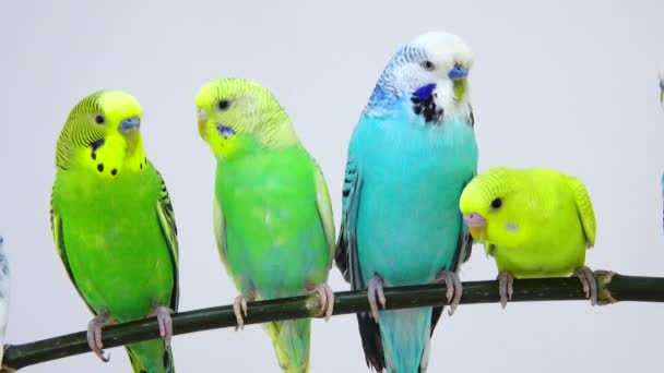 Group budgie on white — Stock Video