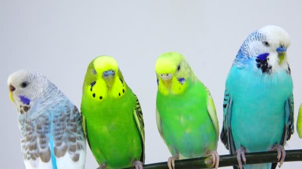 Group budgie on white — Stock Video