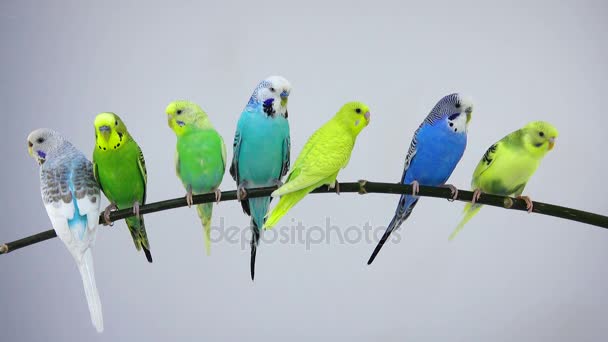 Gruppe budgie på hvid – Stock-video