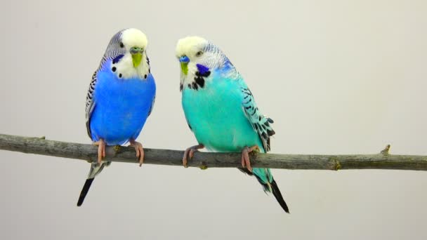 Twee budgie geïsoleerd op wit — Stockvideo