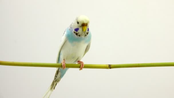 Budgie su bianco — Video Stock