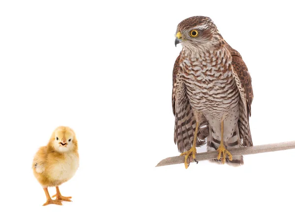 Falcon och kyckling — Stockfoto