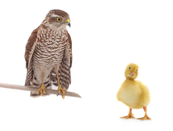 Falke und Hühnerente — Stockfoto