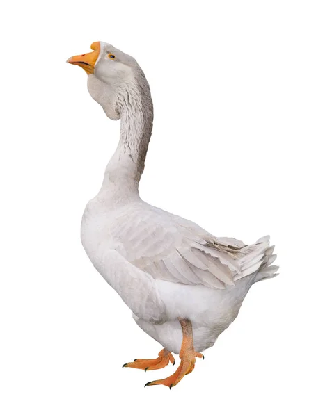 A goose (Holmogorskaya) — Stock Photo, Image