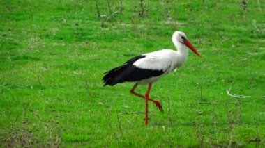 Leylek yiyecek bulmak bir yeşil çimenlerin üzerinde