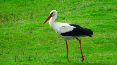Leylek yiyecek bulmak bir yeşil çimenlerin üzerinde
