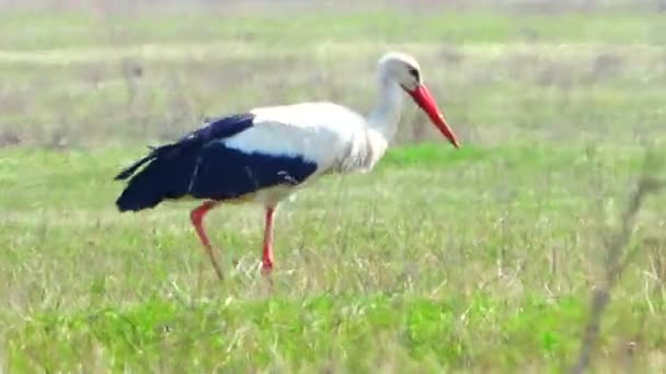 緑の芝生の上のコウノトリのコウノトリ — ストック動画