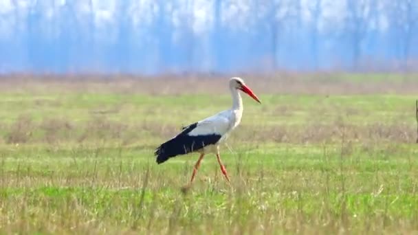 緑の芝生の上のコウノトリのコウノトリ — ストック動画