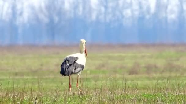 Stork stork på en grönt gräs — Stockvideo