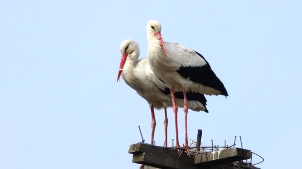 Stork nära ett fågelbo — Stockvideo