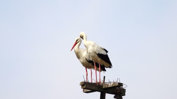 Stork near a nest — Stock Video