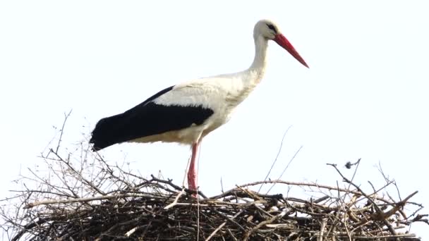 Stork nära ett fågelbo — Stockvideo