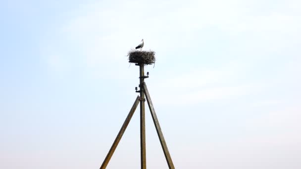 Stork near a nest — Stock Video