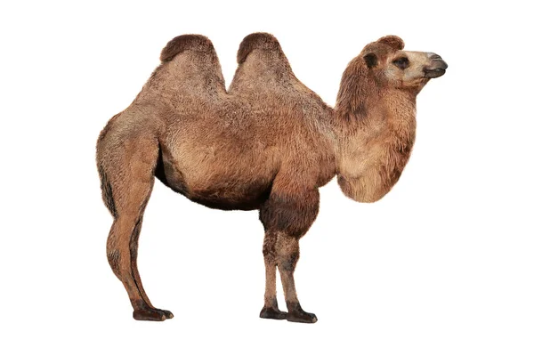 Kamel på en vit — Stockfoto