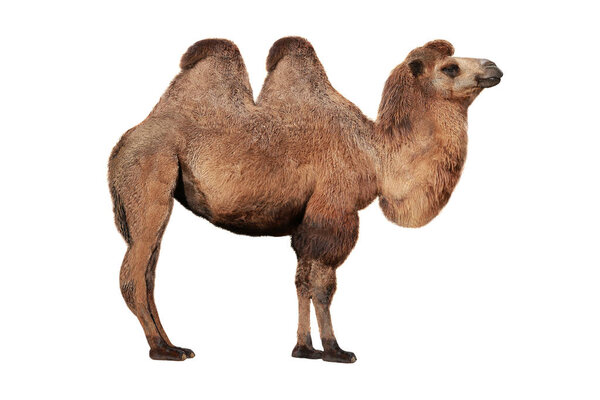 camel on a white 