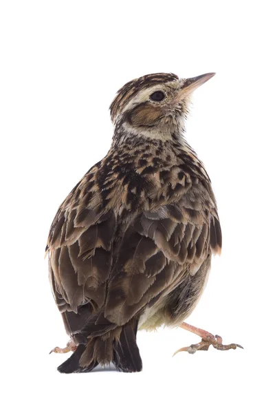 Skylark (Alauda arvensis) — Stok fotoğraf
