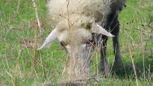 Ovelhas que pastam em um prado — Vídeo de Stock