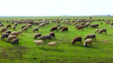 Otlakta otlayan koyunlar