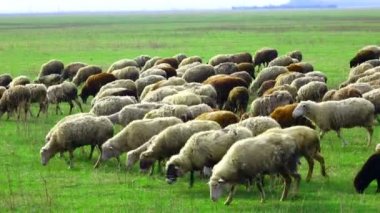 Otlakta otlayan koyunlar