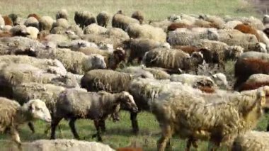 Otlakta otlayan koyunlar