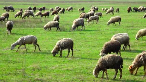 Pâturage de moutons sur une prairie — Video