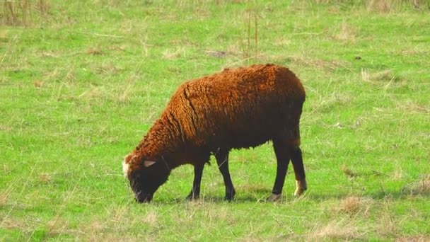 Овцы пасутся на лугу — стоковое видео