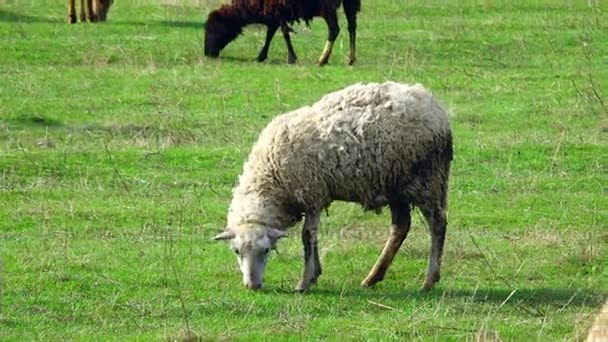 Schafe weiden auf einer Wiese — Stockvideo