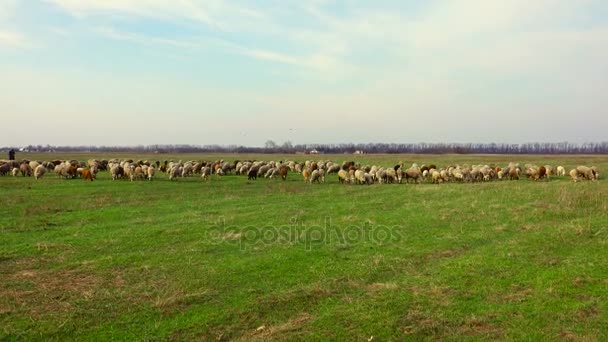 Schafe weiden auf einer Wiese — Stockvideo