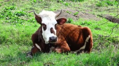 Yeşil çimenlerin üzerinde inek