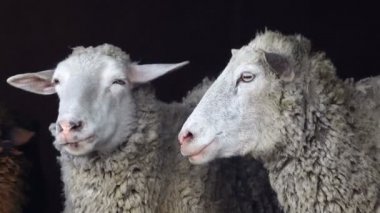 koyun portre siyah bir zemin üzerine