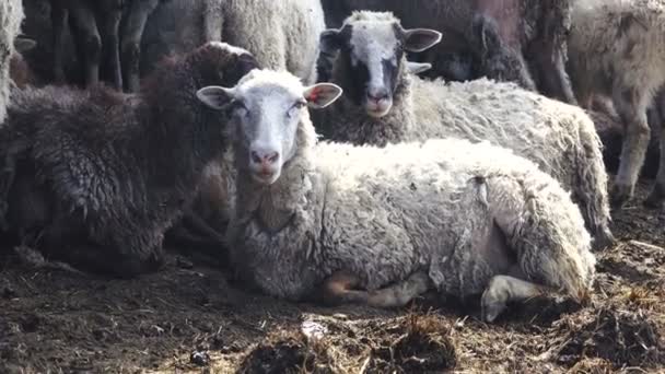 Un retrato de ovejas — Vídeo de stock