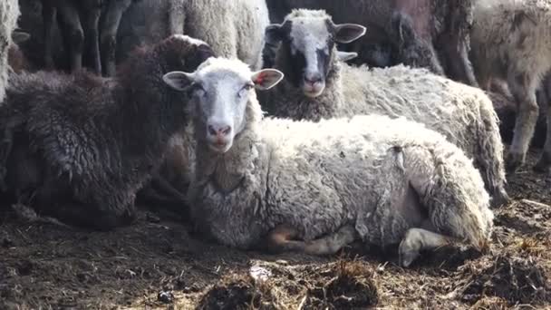 Un portrait de mouton 