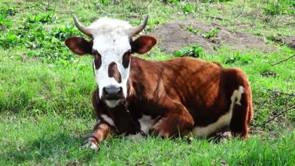 Vaca en una hierba verde — Vídeo de stock