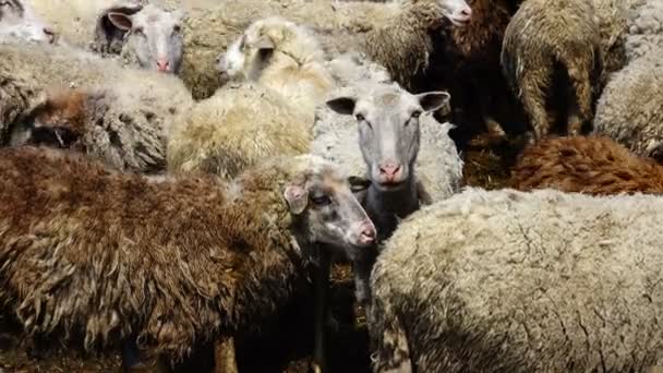 Een portret van de schapen — Stockvideo